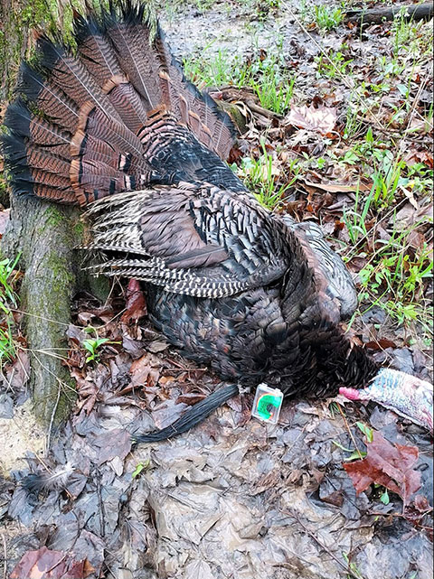 RTD Turkey Calls Gallery Image