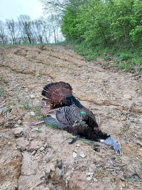 RTD Turkey Calls Gallery Image