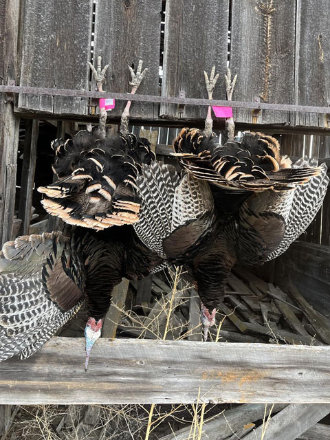 RTD Turkey Calls Gallery Image