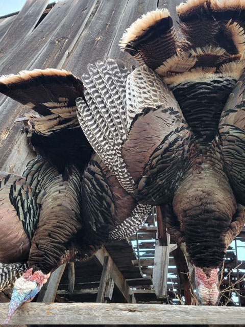 RTD Turkey Calls Gallery Image