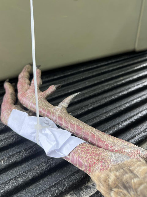 RTD Turkey Calls Gallery Image